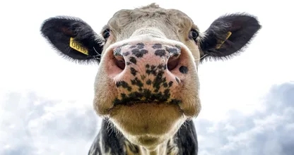 Gekkekoeienziekte aangetroffen bij koe in Nederland