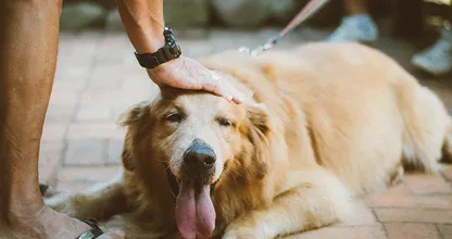 Dit is de snelste manier om je hond te controleren op teken