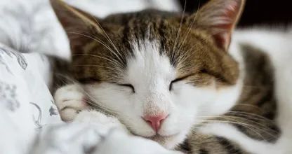 5x zo kun je je kat koel houden op hete zomerdagen