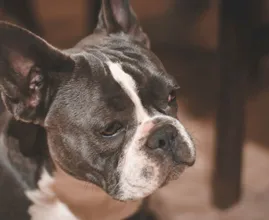 Hartverscheurend: hond Nero sterft 15 minuten na overlijden baasje