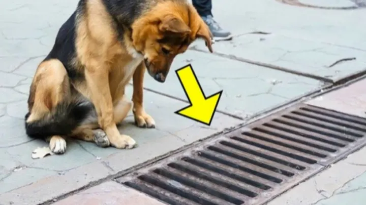 Dog Looks Down Drain Every Day Until Bystanders See What She's Looking At