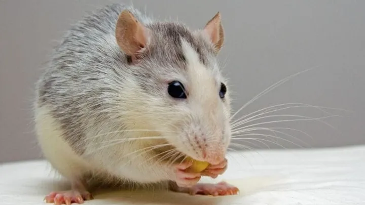 Mit diesem tierfreundlichen Trick bist du Mäuse ein für alle Mal los!