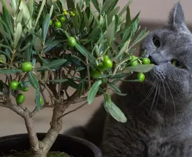 Kattenliefhebbers opgelet: deze planten zijn giftig voor je kat