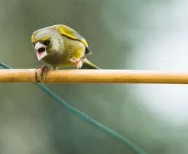 Een boze vogel in de buurt? Zo voorkom je dat je wordt aangevallen