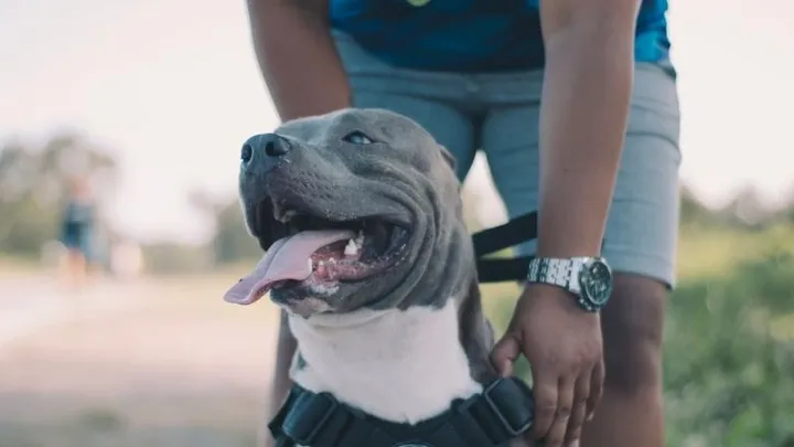 Hombre encuentra un pitbull atado a un árbol y lee la carta que está al lado