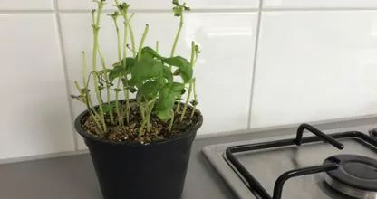 Mit diesen Pflegetipps hält sich Basilikum aus dem Supermarkt viel länger!