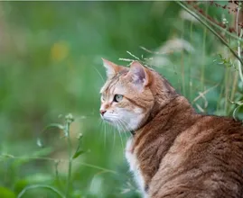 Stelling: ‘Loslopende katten moeten in Nederland verboden worden’