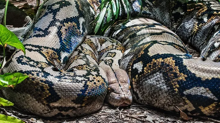 Die Entdeckung im Inneren des Körpers eines riesigen Alligators gibt Wissenschaftlern Rätsel auf!