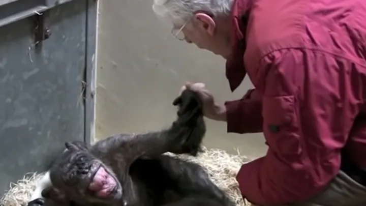 Heartwarming Video: This 59-Year Old Chimpanzee Says Goodbye To An Old Friend
