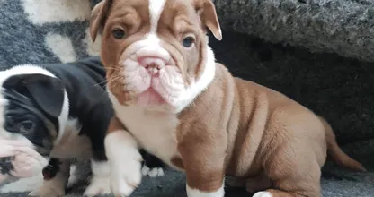 SCHANDALIG: puppies gestolen op zorgboerderij De Mekkerbek! Wie heeft iets gezien?