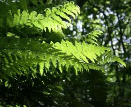 Had je eerder willen weten: deze planten staan liever in de schaduw
