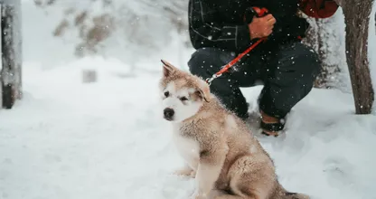 Kan strooizout gevaarlijk zijn voor je hond?