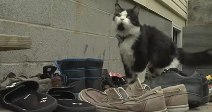 Brutale kat steelt ontelbaar veel schoenen uit de buurt