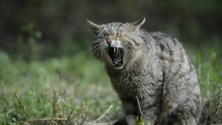 Fremde Katzen loswerden, die in den eigenen Garten machen? Kein Problem mit diesem tierfreundlichen Trick!