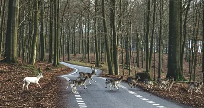 Een dier aangereden, wat nu?