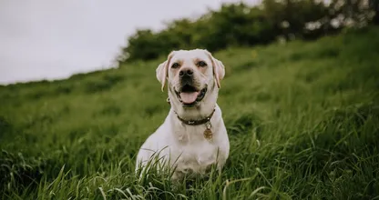 Feeling blue: hond meet zichzelf een blauwe vacht aan nadat ze door de verf rolt