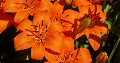 Let op: DEZE zeer giftige planten staan bij ontzettend veel mensen in de tuin en in huis!