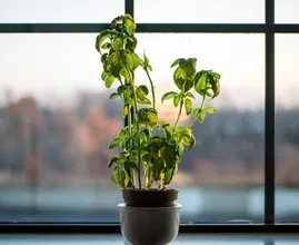 Dit zijn de beste kruidenplantjes om binnenshuis te kweken