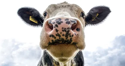 Huh: komt benzine binnenkort van een koe?