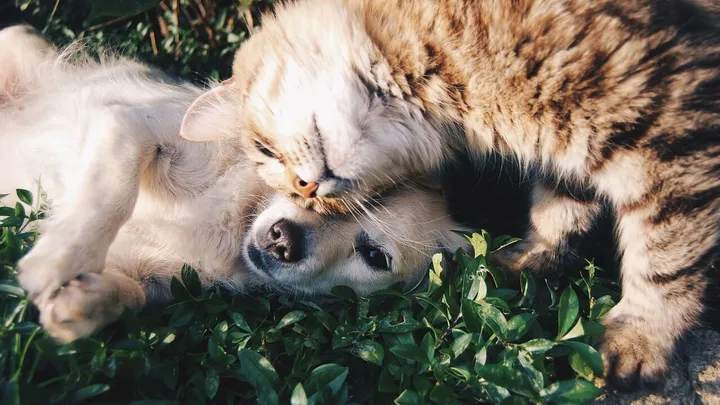 Dít zijn de populairste honden- en kattennamen van 2016