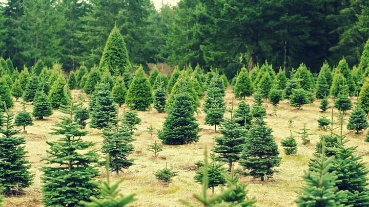 Les arbres de Noël protègent les villes en Angleterre contre les inondations massives