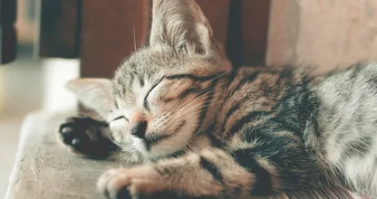 Brandweer waarschuwt katteneigenaren met een inductiekookplaat