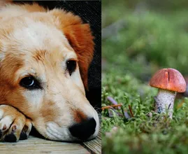 Opgelet: deze wilde paddenstoelen kunnen fataal zijn voor je hond