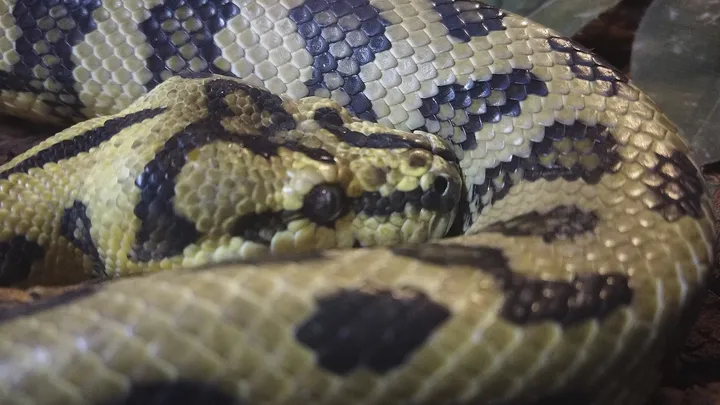 ¡Estos trabajadores encontraron una serpiente gigante - no creerás lo que encontraron dentro!