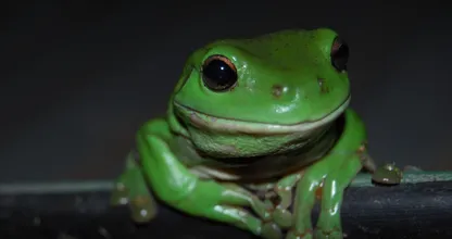 Toddler has green, slimy pet frog and they are the best of friends