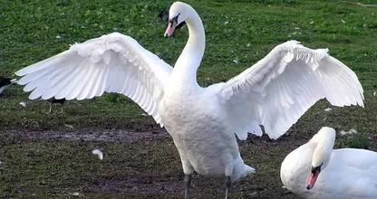 Dierenbeul draait de nek om van prachtige zwanen. Wie heeft iets gezien? Help mee om hem te vinden!