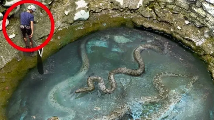 El hombre encuentra un hoyo de serpiente gigante y se sorprende cuando descubre lo que hay en el fondo