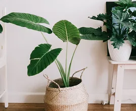 Oei: dit is de oorzaak dat je planten er uitgedroogd uit zien