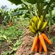 Harvesting the Impossible: Growing a Plant That Bears Carrots and Bananas