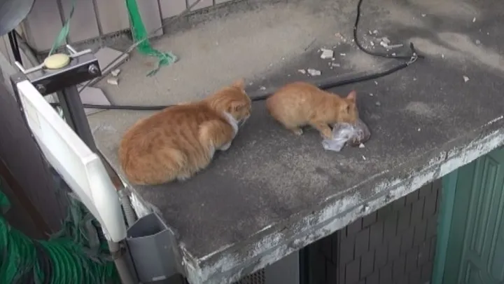 This homeless cat only accepts food from a bag and the reason is touching