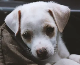 Baas boos om kapotte ruit nadat hond uit snikhete auto is gered door voorbijgangers