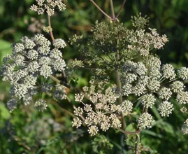 Pas op: deze giftige plant groeit op steeds meer plekken in Nederland