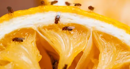 I moscerini della frutta non vengono solo dalla frutta! I "nidi" segreti di casa vostra che vi sfuggono