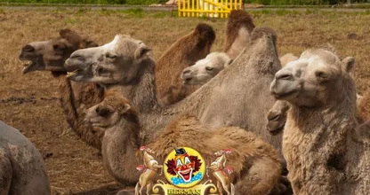 Circus Renz doet noodoproep: ‘Geld en voer voor dieren raakt snel op’