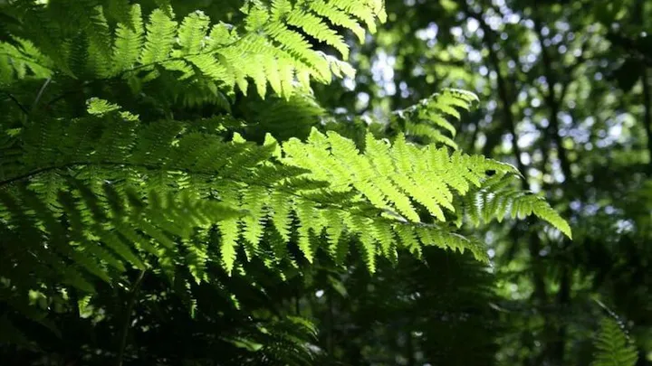 Had je eerder willen weten: deze planten staan liever in de schaduw