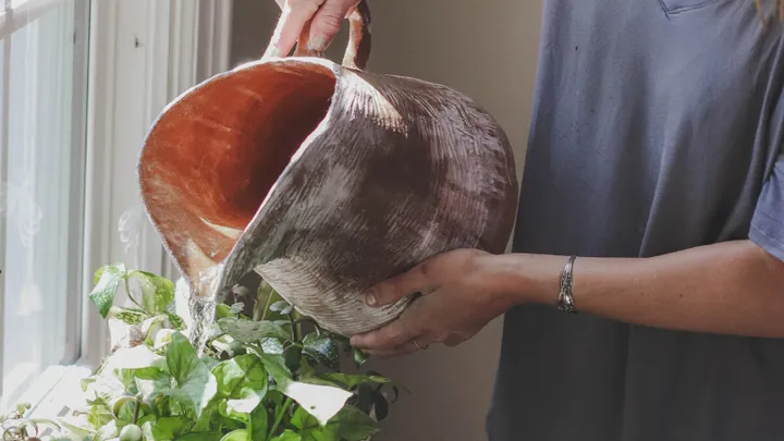 Find out: this is how you water plants - the right way