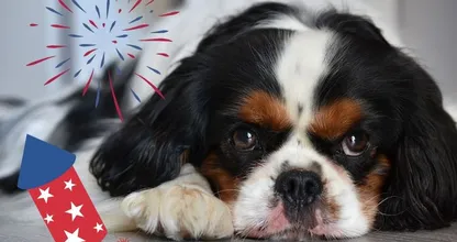 Dierenkliniek waarschuwt voor deze vuurwerkpillen voor huisdieren