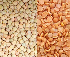 Lentils come in yellow, green and red and THIS is the difference between them!