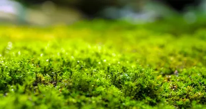 Baking soda on your lawn is trending in France — but experts say it could backfire