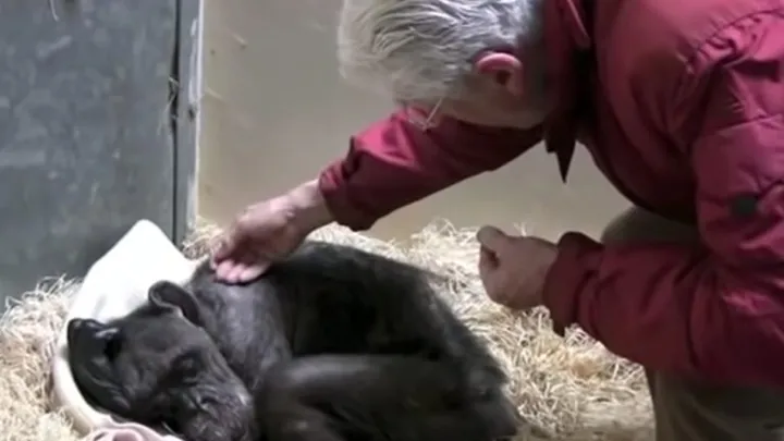  Vídeo conmovedor: Este chimpancé de 59 años se despide de un viejo amigo