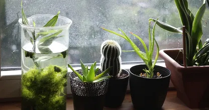 Dit is waarom je een paar planten in je slaapkamer moet zetten