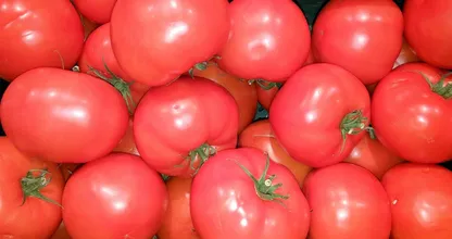 Kann man Tomaten eigentlich einfrieren? So geht es am besten!
