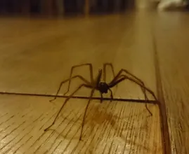 ¡Con esta manera amigable con los animales, ahuyenta a todas las arañas de tu casa!