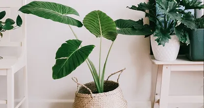 Oei: dit is de oorzaak dat je planten er uitgedroogd uit zien