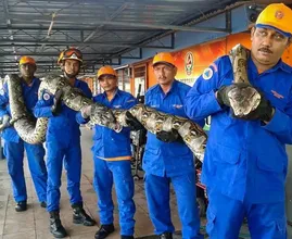 These Workers Found A Giant Snake - You Won't Believe What They Found Inside!