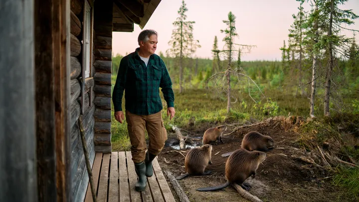 Beavers Surrounds Cabin – What They Build Leaves Owner Speechless